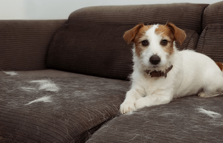 Best Robot Vacuums for Pet Hair in UK Homes