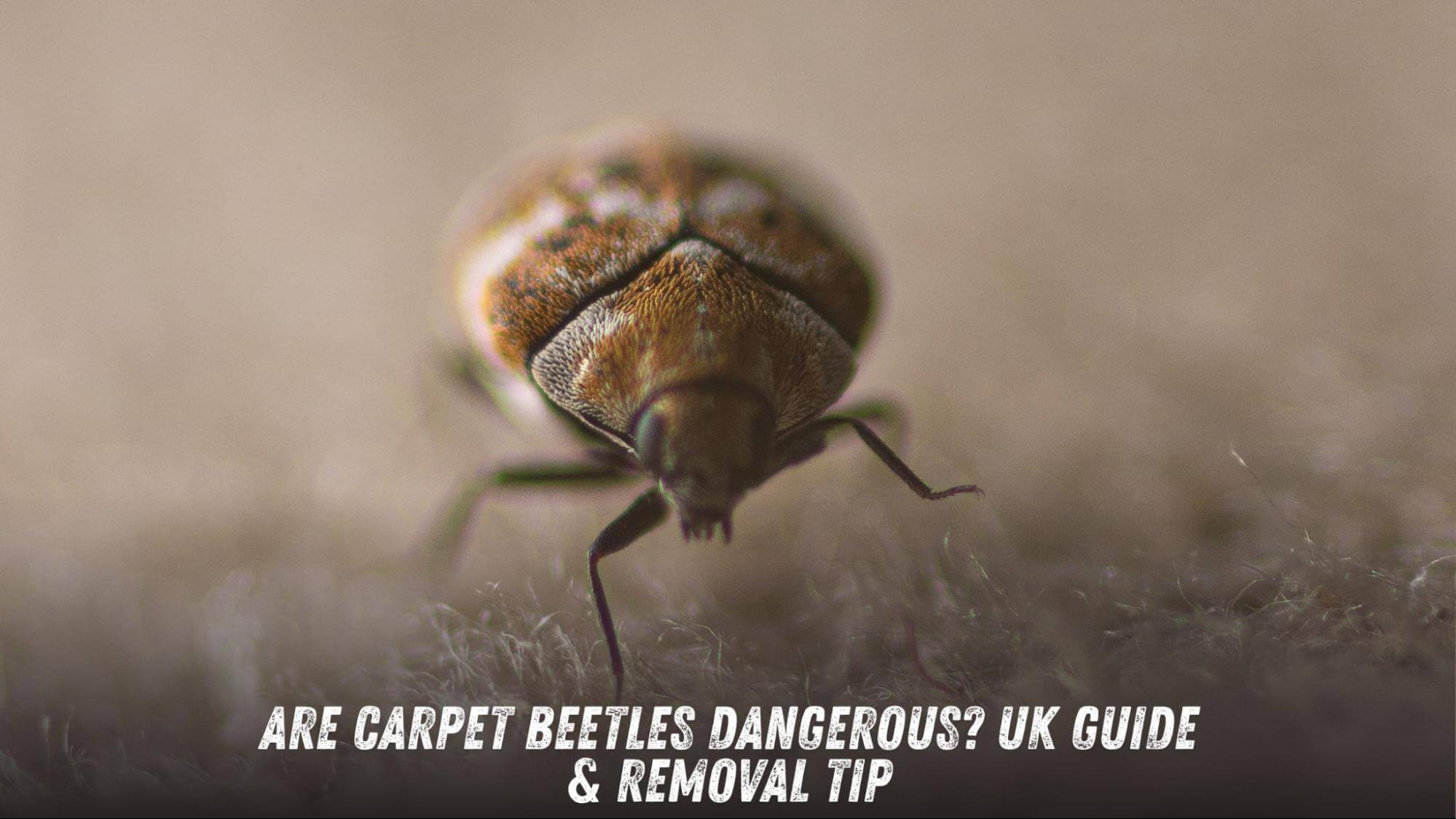 Are Carpet Beetles Dangerous? UK Guide to Carpet Bugs & Removal Tip