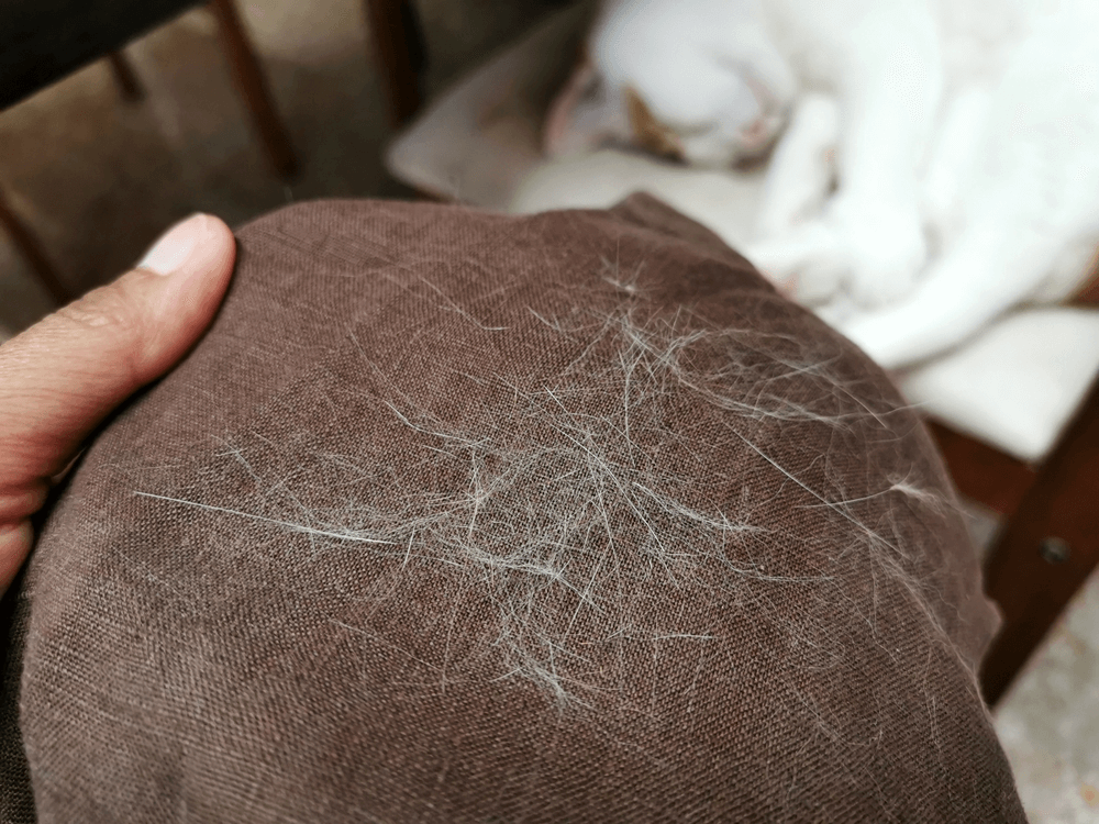 Get Rid of Pet Hair: Simple Tips That Actually Work