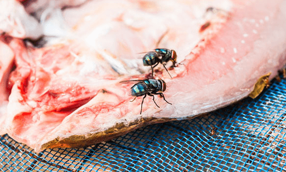 Guide on How to Get Rid of Flies at Home Naturally and Synthetically