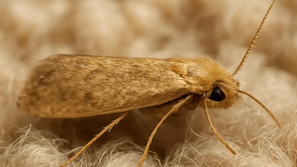 How to Get Rid of Moths from Your Home in the UK