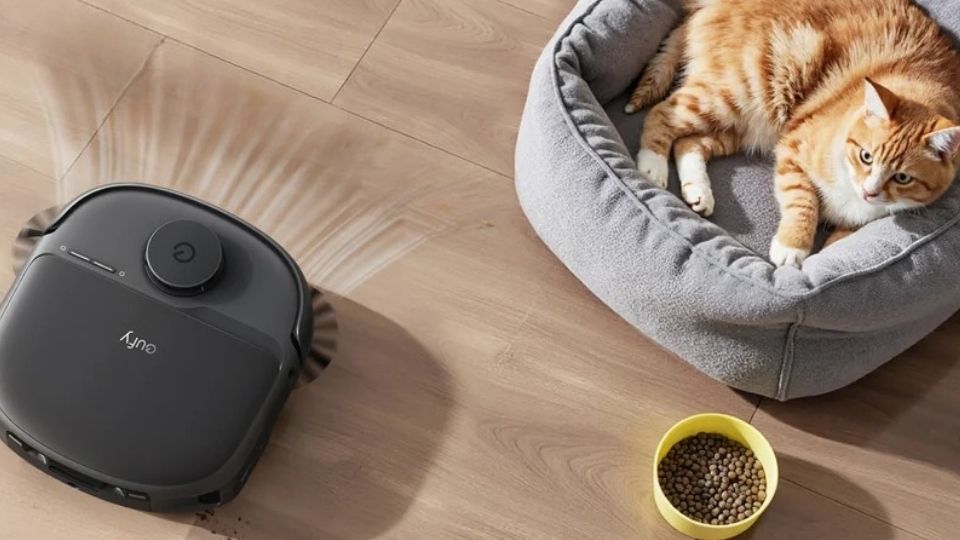 How to Clean Cat Pee: Proven Tips to Remove Odour & Stains