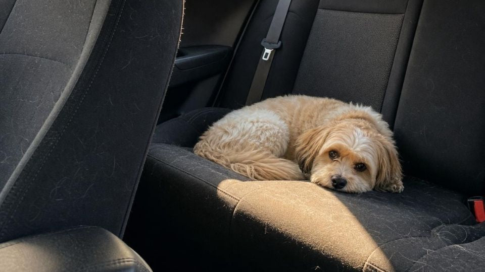 Car Pet Hair Removal Guide: Clear Fur & Keep It Away