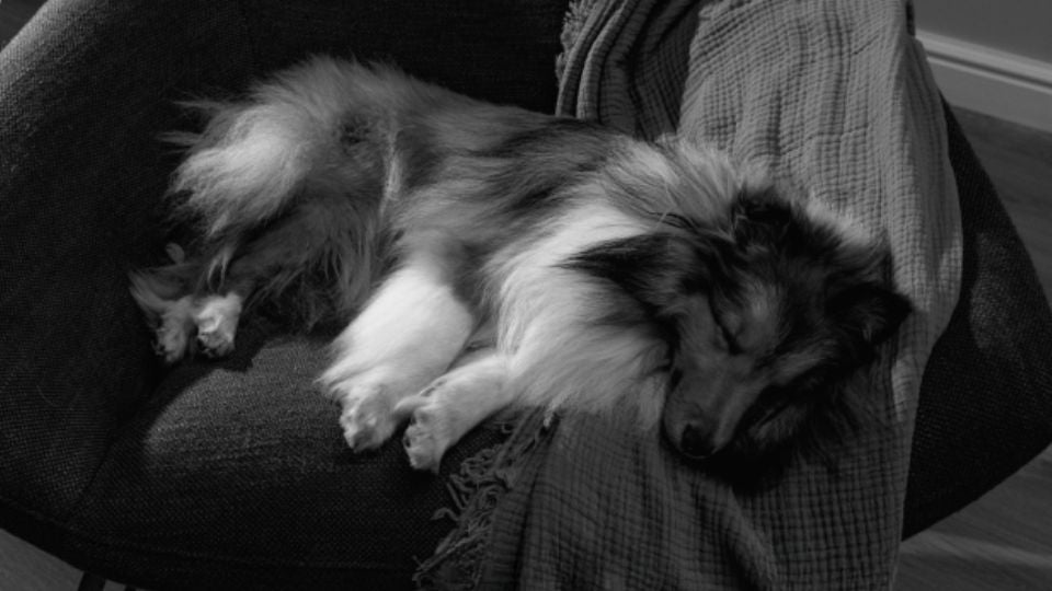 Leaving Dog Home Alone for 3 Days: UK Welfare Guidance & Safer Options